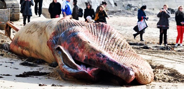 Dev yaratık Fransa sahile vurdu!