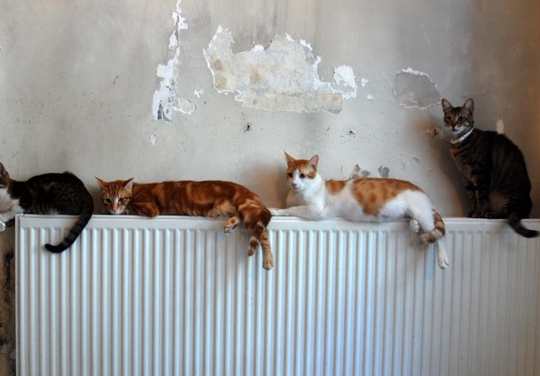 Evde kedi ''istiflemiş''