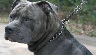 Köpeğin saldırdığı kadın hastanelik oldu
