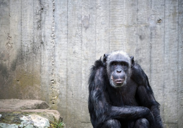 İran uzaya maymun gönderdi