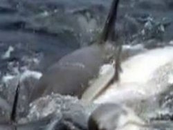 Yunuslar ilk kez böyle görüntülendi