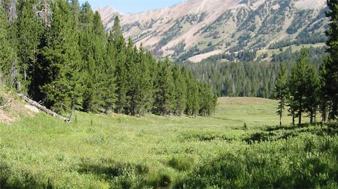 21 milyon ağaç kurtarıldı