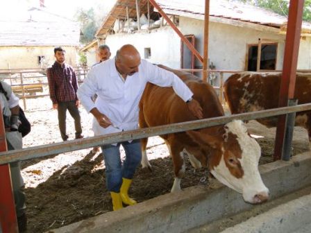 Ereğli’de aşılama çalışmaları sürüyor