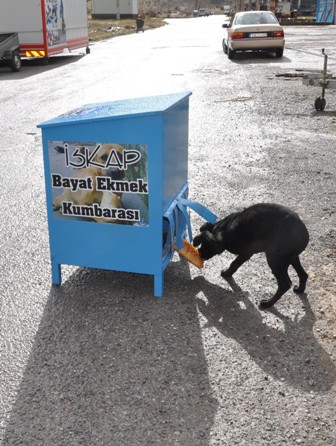 Sokak hayvanlarına bayat ekmek kovası
