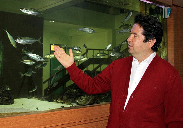 Levrek gibi istavrit