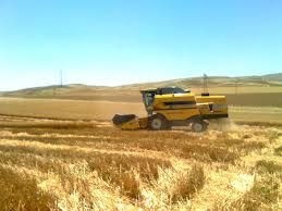 Saman ve kaba yem fiyatı her yerde aynı olacak