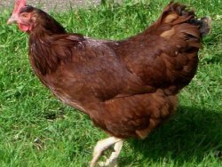 Tavuk diye kanser yiyoruz