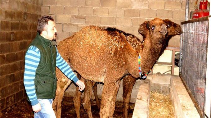 Deve merakı deve sahibi yaptı