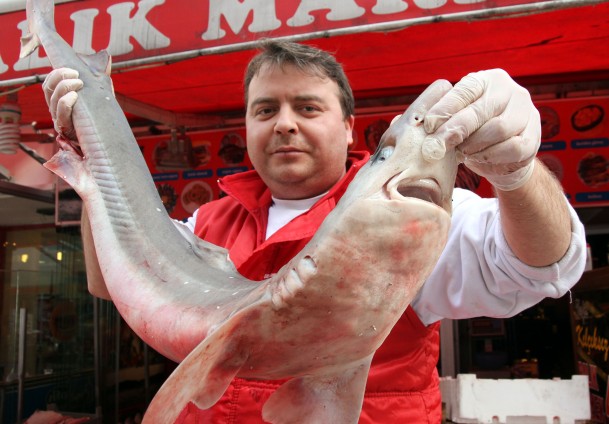 Hamsi için çıktılar, köpek balığıyla döndüler