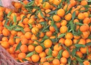 Rusya'ya en çok yaş meyve sebze Trabzon'dan ihraç edildi