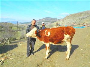 Ay- Yıldızlı inek