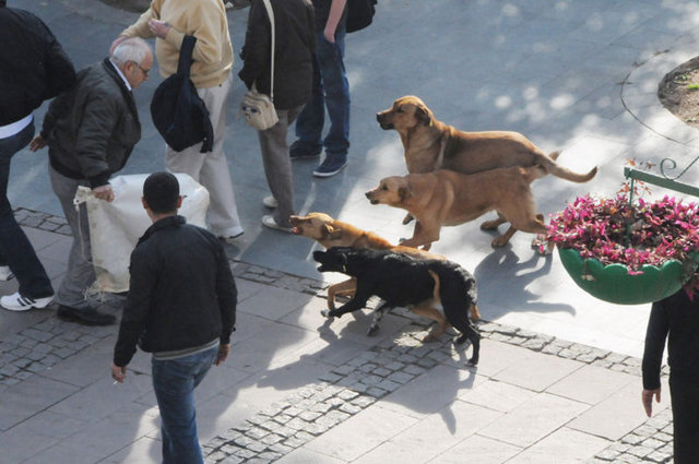 Antalya'da sokak köpeklerinin hedef seçtiği turist