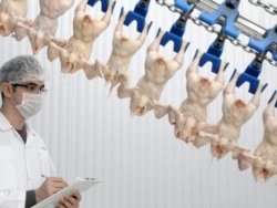 Şeker Piliç iflas ertelemeye başvurdu