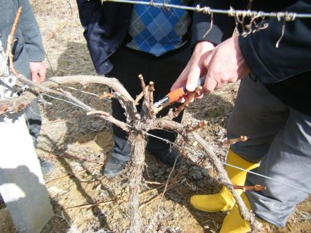 Ereğli'de uygulamalı budama eğitimi