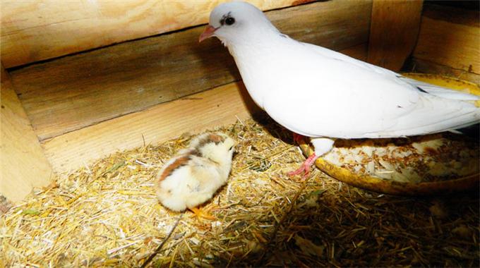 Size anne diyebilir miyim