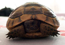 Avcı boş dönmüş evine...