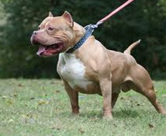 Borçluya pitbull işkencesi