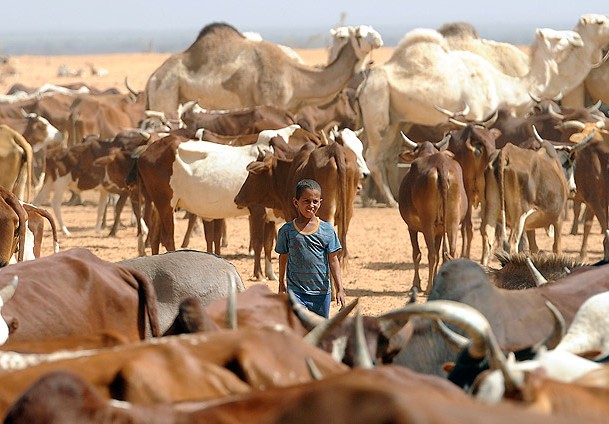 Sürüleri telef olmanın eşiğinde