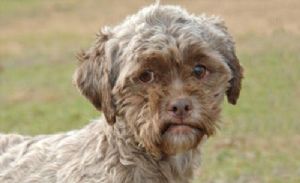 İnsan suratlı köpek