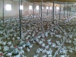 Batan beyaz et devine hükümet desteği