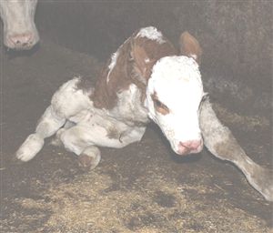 Yozgat'ta 3 ayaklı doğan buzağı şaşırtıyor