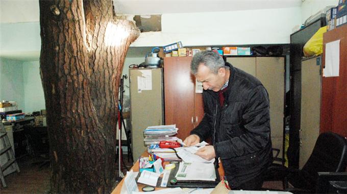 Odadaki asırlık ağaç şaşırtıyor