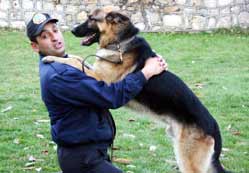Kadrolu köpeklere yıllık ödenek