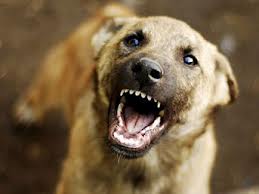 Yaşlı çifte köpek saldırdı