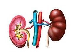 Böbrek taşını önlemenin 10 yolu