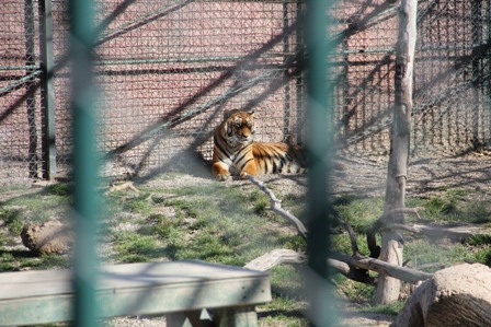 Dördüz Bengal kaplanlarına ''bebek'' gibi bakılıyor