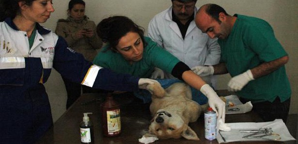 Evinde beslediği 30 sokak köpeğini kısırlaştırdı