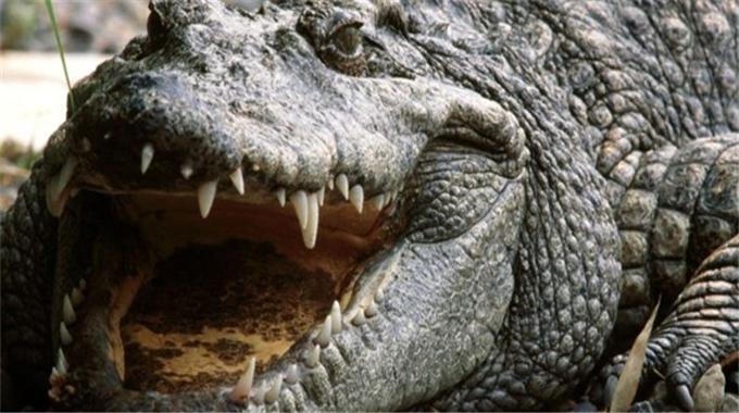 Dünyanın en büyük timsahı öldü