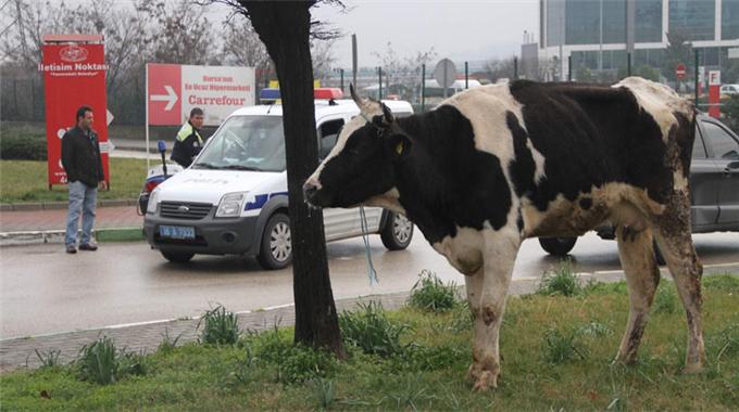 Karayoluna inek düştü
