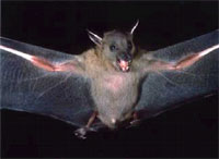 Yarasa, Mesut beyden özür bekliyor