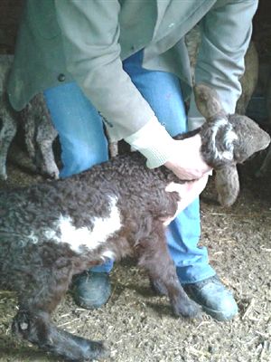 Başında ay ve yıldızla doğdu