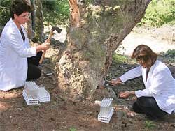 Savaşı Terminatör Böcekler kazandı