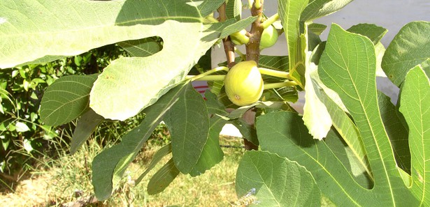 İncir ağacı kışın ortasında meyve verdi