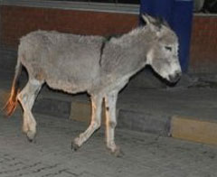 'Eşekler' kimliklerini aldı