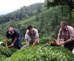 Çayda 50 bin ton ihracat hedefi
