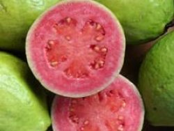 Guava nedir?
