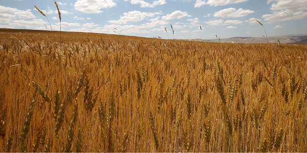 Konya Ticaret Borsası işlem gördü