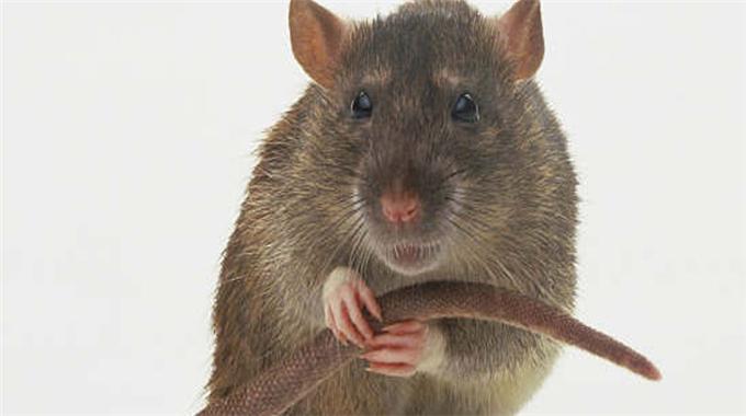 Tansiyon hastalarına yeni umut