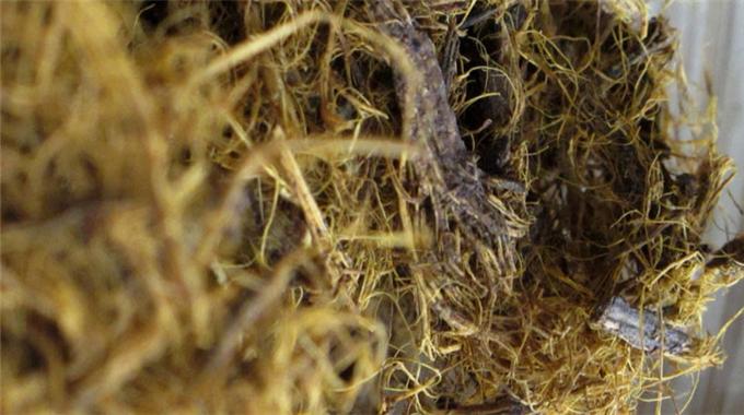 Stresin çaresi 'meyan kökü'nde