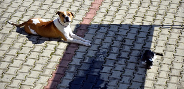 Yaralı kedi için köpeğin yardım çağrısı