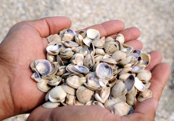 Riskli binalardan midye kabuğu çıktı