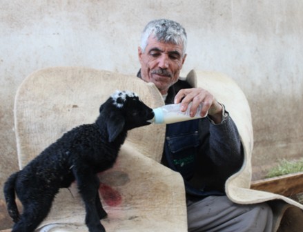 Üçüz kuzulardan 2’si yaşatılabildi