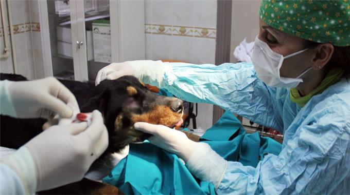 Köpeğe estetik ameliyat