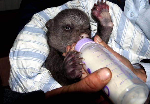 Yavru ayıya evinde bakıyor