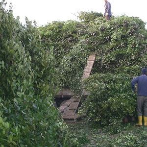 ABD'nin peşine düştüğü yaprak
