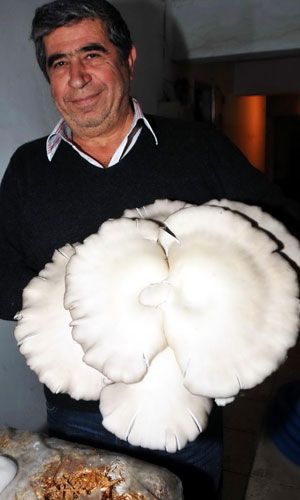 Otelde 3 kiloluk mantar yetiştirdi